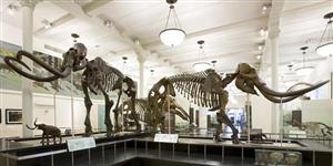 AMNH Mamouth 